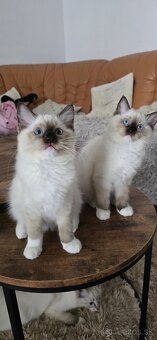 Ragdoll mačiatka s PP - 10