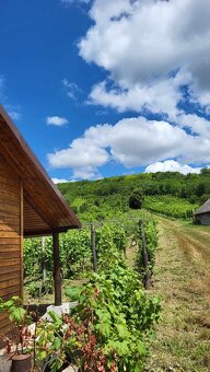 Na predaj vinica s chatkou Hegyfarok Štúrovo - 10