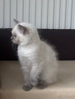 Ragdoll mačiatka s PP - 10