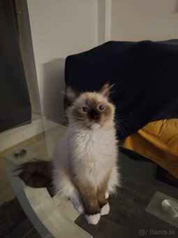 Ragdoll bez PP - 10