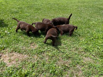 Labradorský retriever čokoláda - štěňátka s Průkazem Původu - 10