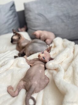 Mačička sphynx - 10