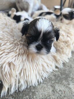 Predám šteniatka Shi-tzu ši-cu šicu shihtzu - 10