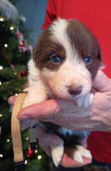 Border kólia - hnedobiele šteniatka - 10