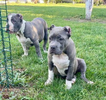 American Bully s PP - 10