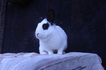 Zakrslé králiky - 10