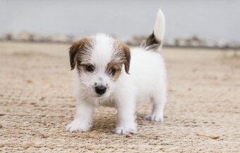 Jack russel teriér s PP - 10