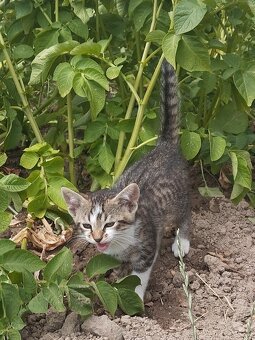 🐾 Darujem krásne mačiatka do dobrých rúk (2 mesačné) 🐾 - 10