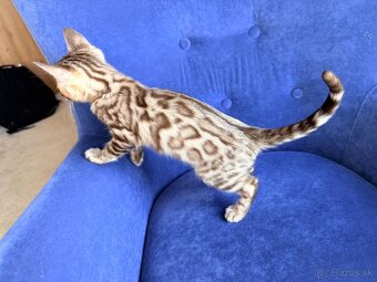 Bengal Cat mačiatka s PP - 10