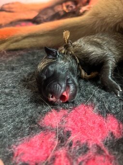 Belgický ovčiak Malinois - 10