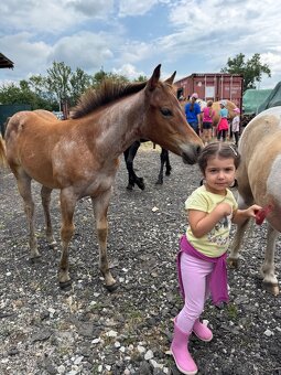 American Quarter horse kobylka - 10