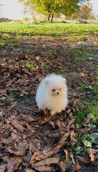 Pomeranian s PP FCI❣️ - 10