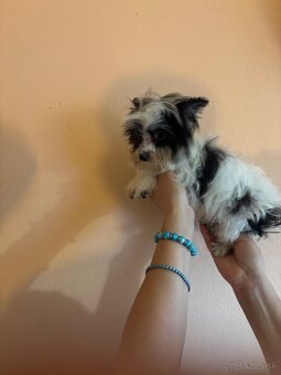 Yorkshirsky terier, biewer, yorkshirsky terier mini - 10