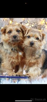 Norfolk terrier šteniatka 9/2025 - 10