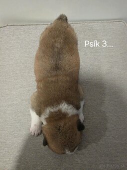 Akita Inu - 10