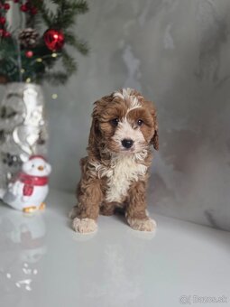 Cavapoo - 10