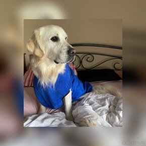 Zlatý Retriever na krytie s PP - 10