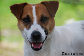 Jack Russell Terrier stenatka s PP - 10