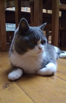 Britské mačiatka - britská modrá, modrý bicolor, čierny bic. - 10