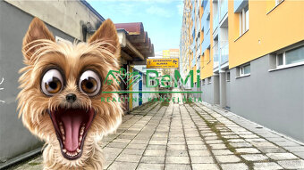 Odstúpenie - salónik - strihanie psíkov Sásová,Banská Bystri - 10