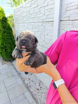 Cane Corso - 10