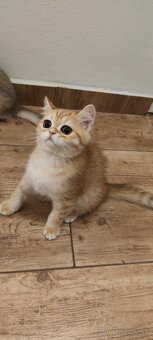 Britské mačiatka - 10