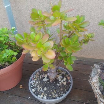 ▶️▶️ izbové BONSAI -tučnolist ▶️▶️ - 10