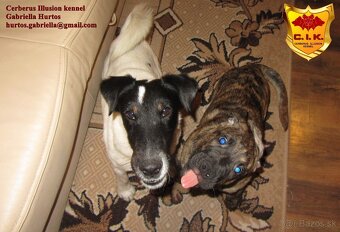 Raritné šteniatko - Uruguajský Cimarron s PP - 10