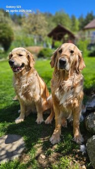 Zlatý retriever - 10