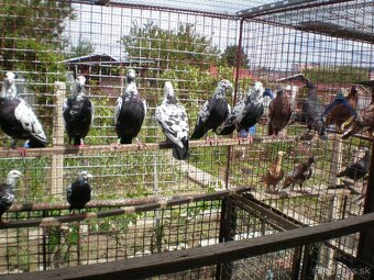 Predám poštové holuby - 10