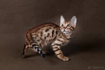 Bengalske mačiatka - 10