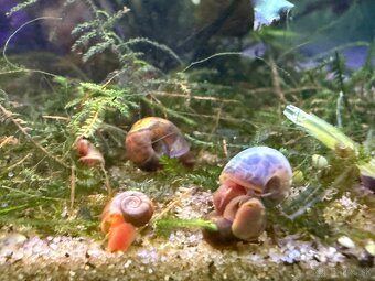 Predám Krevetky, mini ráčiky, gupky, kotúľky. - 10