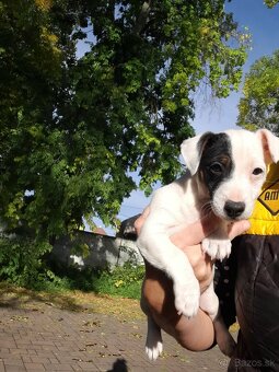 Jack Russell Teriér - 10