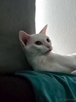 Ruská modrá biela- mačiatko na predaj - 10