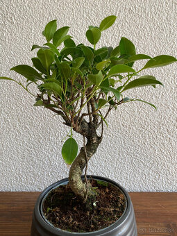 Fikus Ficus Retusa bonsaj - 10