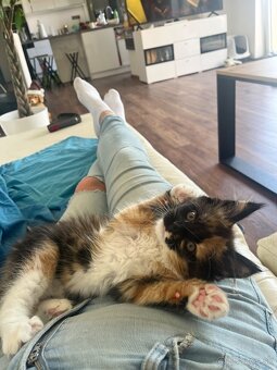 maciatka maine coon/ mainska myvalia - 10