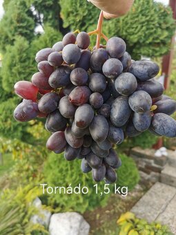 Sadenice viniča - 10