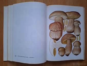 Hribovite huby - 10