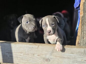 Americký Staford Šteniatka - 10