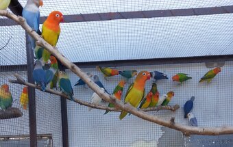 Agapornisy fischeri a škraboškové - 10