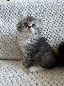 Mainská mývalia - Maine coon - 10