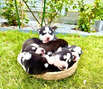 Modrooké šteňatá huskyho, medzinárodný rodokmeň FCI - 10