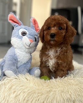 Miniature poodle, pudlik, pudel - 10