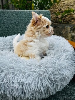 Golddust Yorkshire Terrier, Yorskshire s PP, Jork, Yorkshir - 10