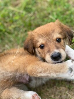 Steniatko s Border Collie - 10