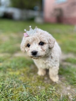 Maltipoo - 10