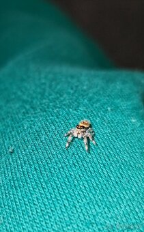 Phidippus regius „Everglades“ (Skákavka kráľovská) - 10