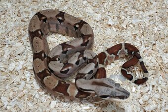 Boa imperator- Sharp Sunglow 66% het Sterling,Hypo Sterling - 10