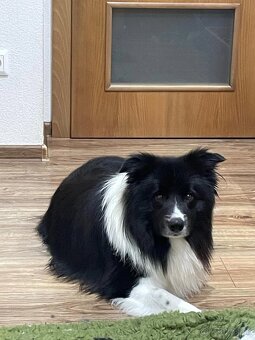 Border Kólia - pes s PP na krytie - 10
