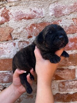 Cane Corso šteniatka s PP FCI rezervovaný - 10